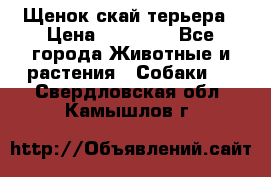 Щенок скай терьера › Цена ­ 20 000 - Все города Животные и растения » Собаки   . Свердловская обл.,Камышлов г.